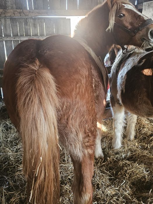 Klaczki zimnokrwiste typ Sztum