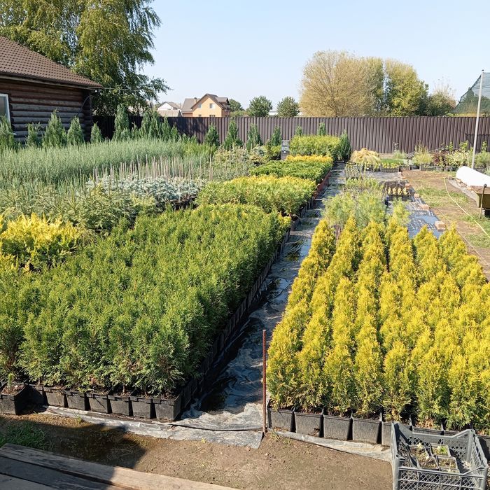 Туя Смарагд, Брабант, Колумна, Даника, Смарагд Голд, Міріам та ін.