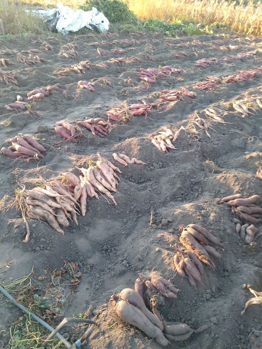 Продам батат  65грн/кг