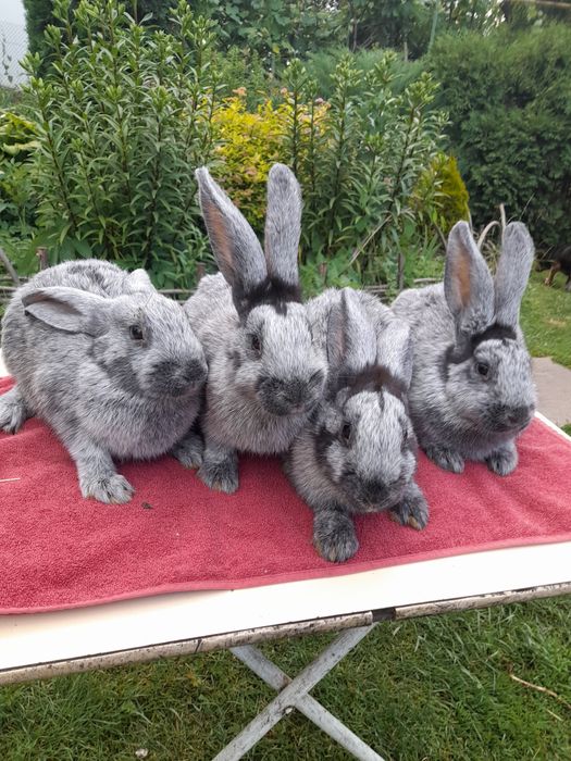 Продаються кролі