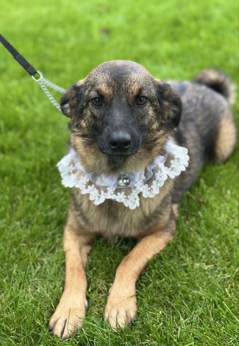 Собачка дівчинка в добрі руки (стерильна)