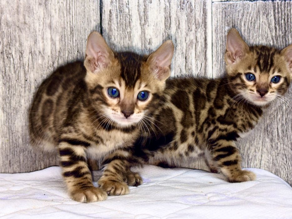 Бенгальські кошенята