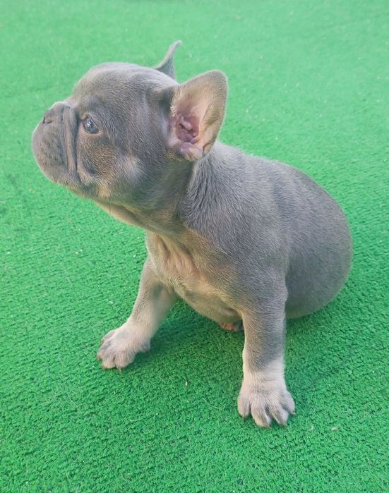 Bulldog francês fêmea blue lilac tan