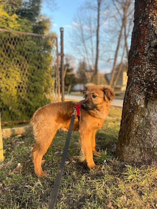 Szczeniak do adopcji