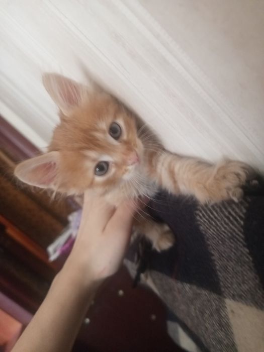 Отдам котят в хорошие руки