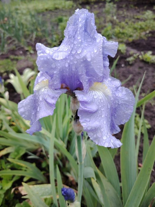 Продам Іриси сортові великі