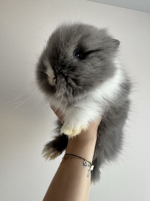 Królik Teddy Karzełek