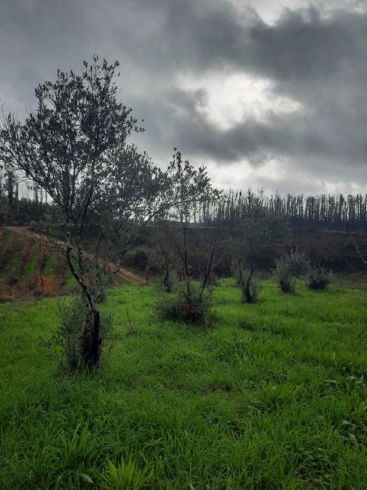 Árvores - Oliveiras