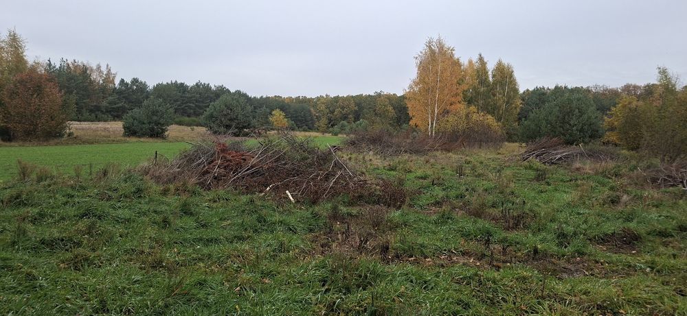 Gałęzie oddam za darmo