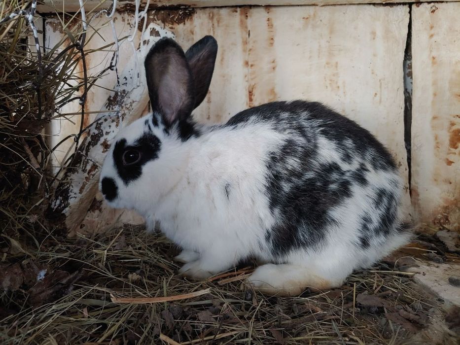 Кролі живою вагою