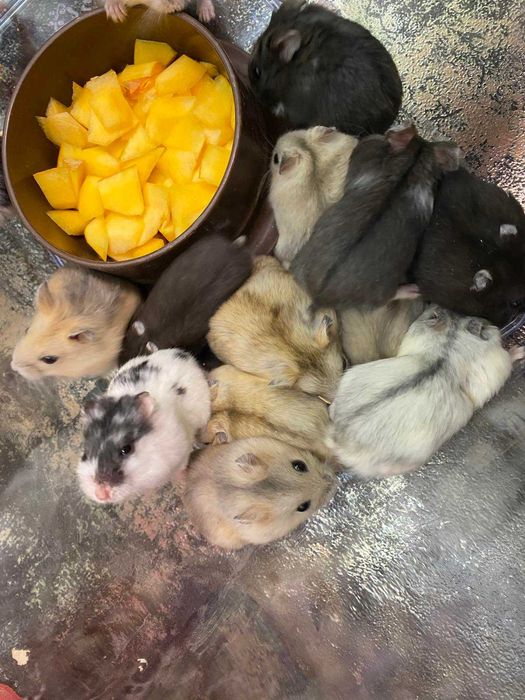 Джунгарик - домашній вихованець