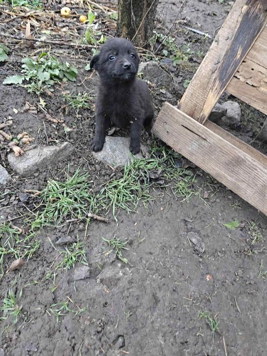 Щенки по 1,5 мес срочно