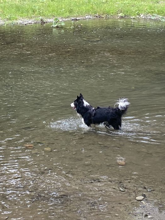 Oddam psa border collie