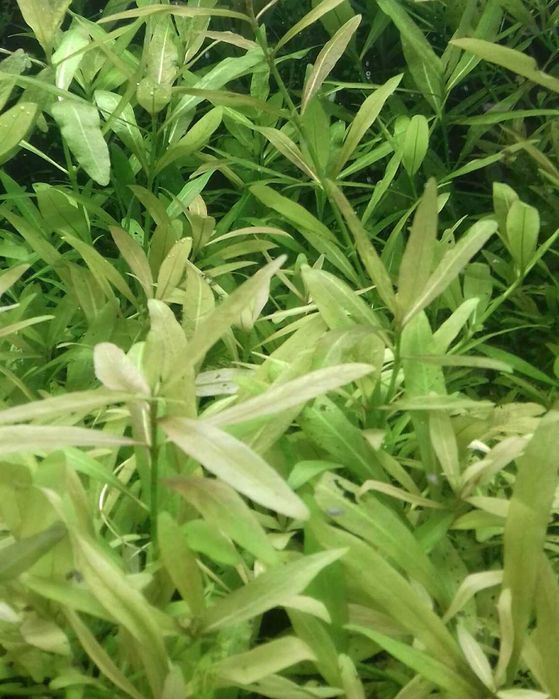 Hygrophila Polysperma - Nadwódka Wielonasienna