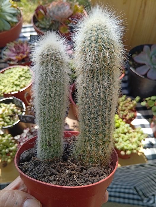 Cactos conjunto várias espécies