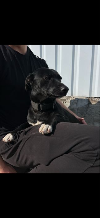 Собачка безкоштовно