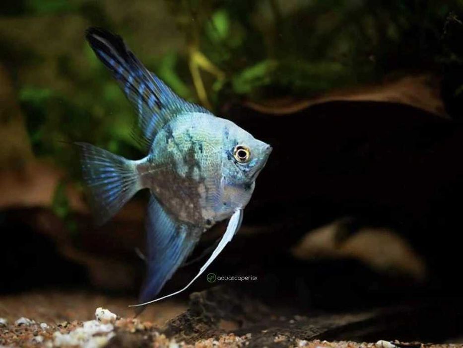 Ryby Skalar Philippine Blue Smokey. Cetarius