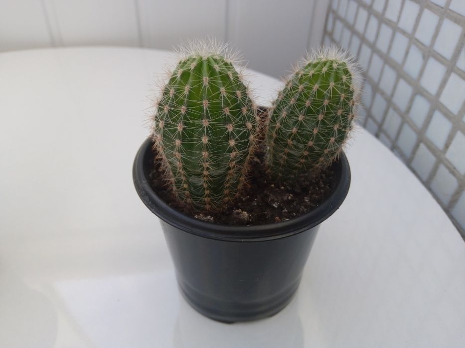 Продам кактусики