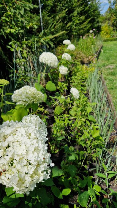 Jeżówki, żurawki,  stipy, hakonechloa, werbeny, bukszpany, trzmieliny