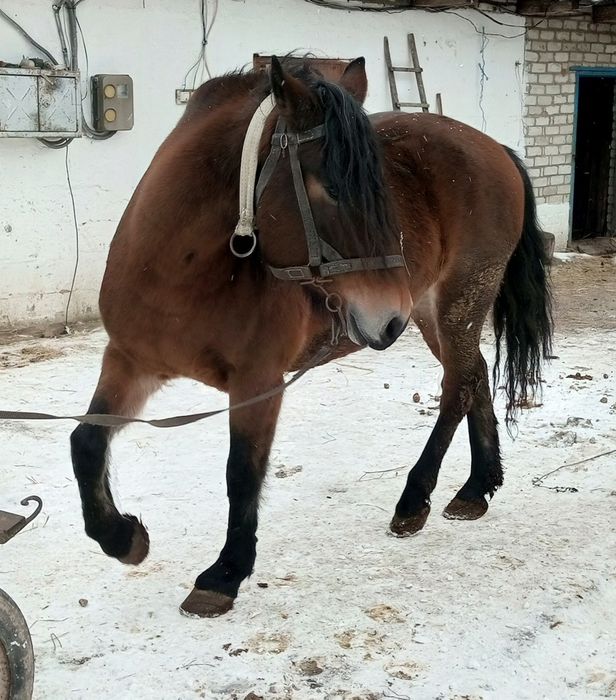 Продам кобилу 9років