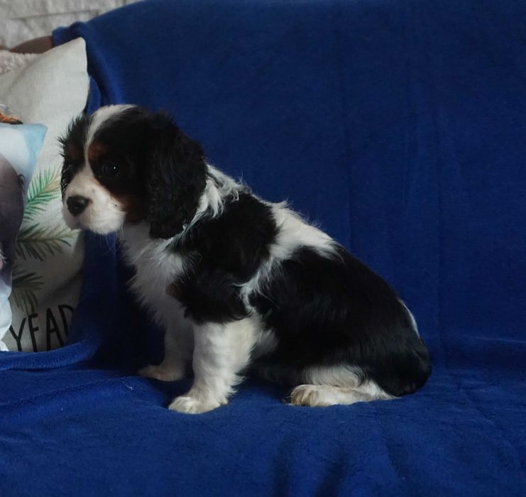 sunia tricolor cavalier king charles spaniel