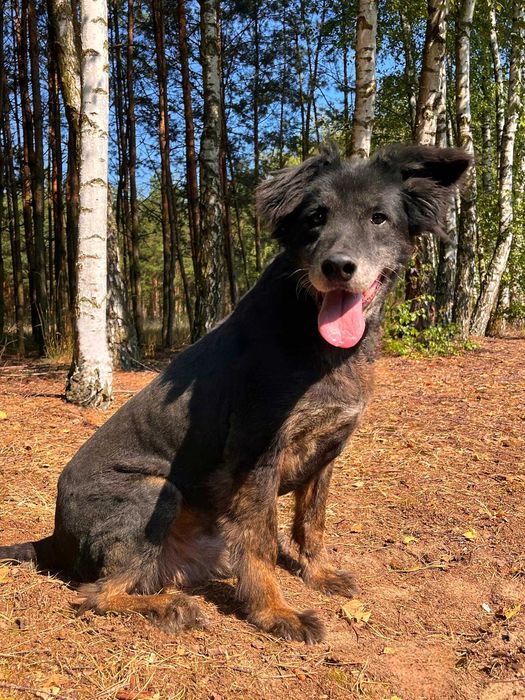 Czaruś w schronisku w lututowie aktulne