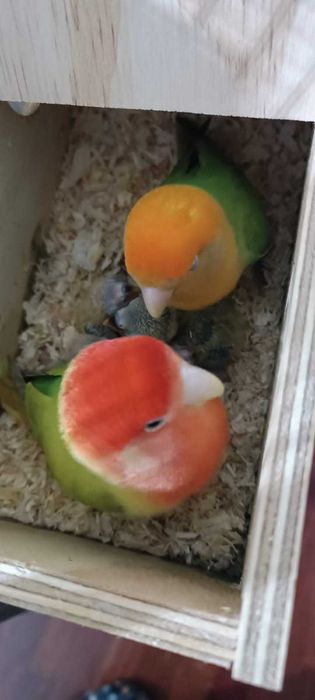 Agapórnis Roseicollis para levantarem voo