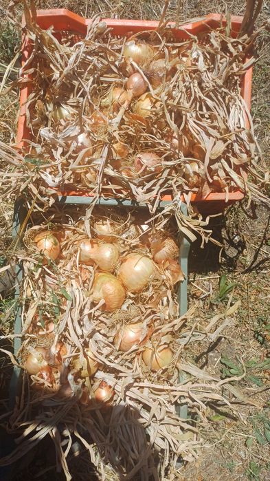 Cebola nacional macia