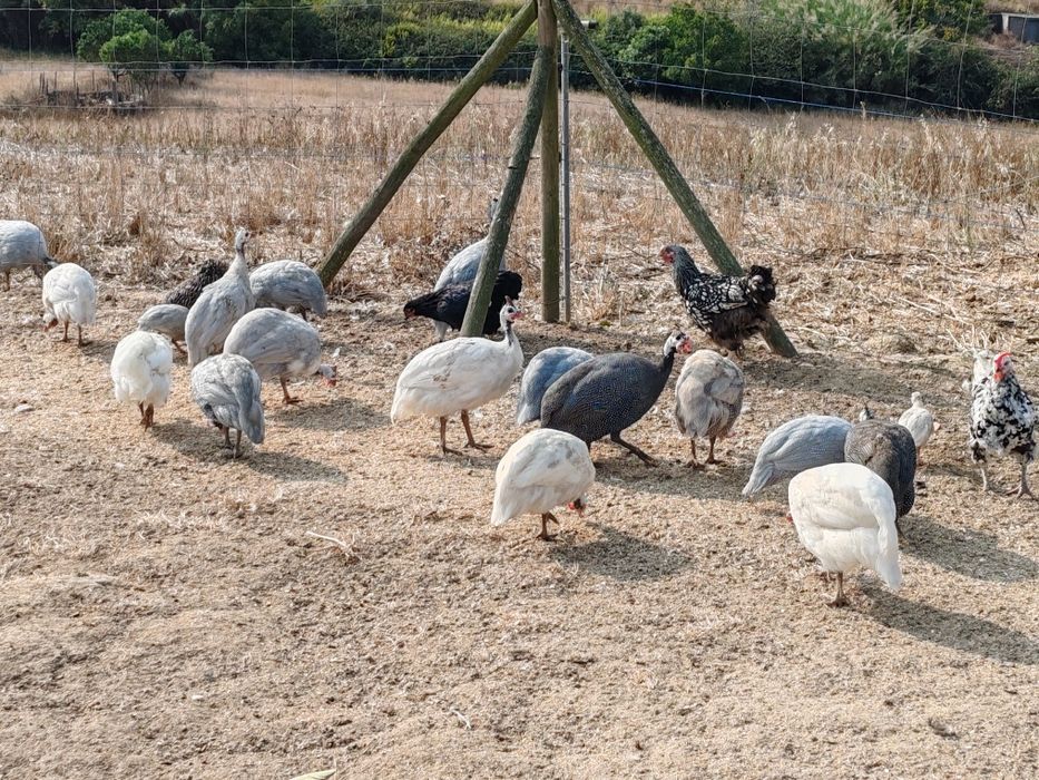 Ovos Fracas/Galinhas Angola Patos Rouen/Saxony