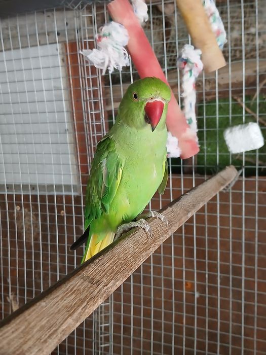 Vendo dois Ring Necks com cerca de 1 ano e meio