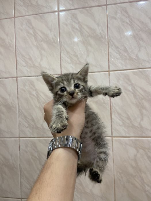 кошеня в добрі руки
