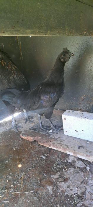 Sprzedam koguta młodego ayan cemani