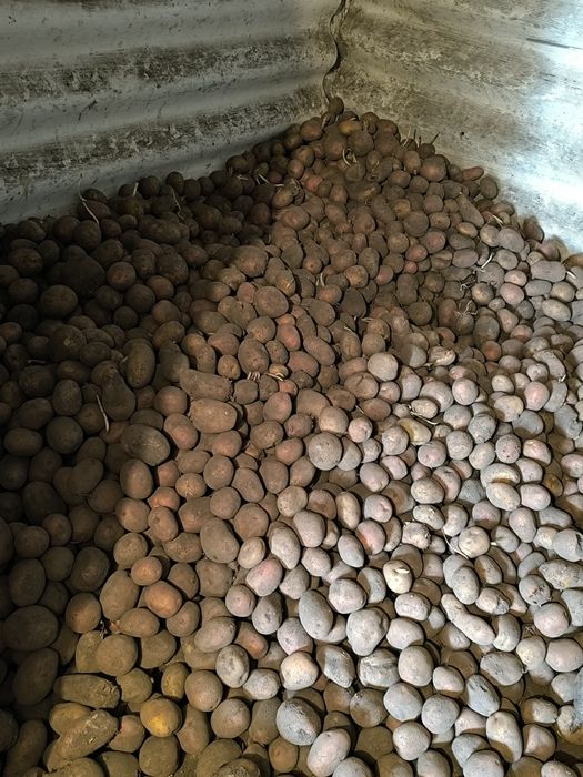 Продам картоплю(самовивоз)