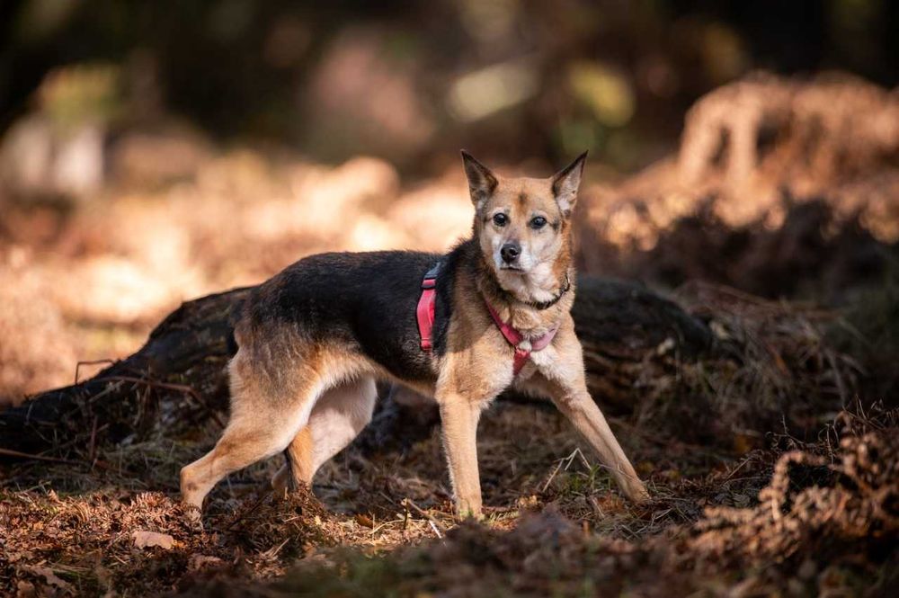 Lagertha pilnie potrzebuje domu ADOPCJA