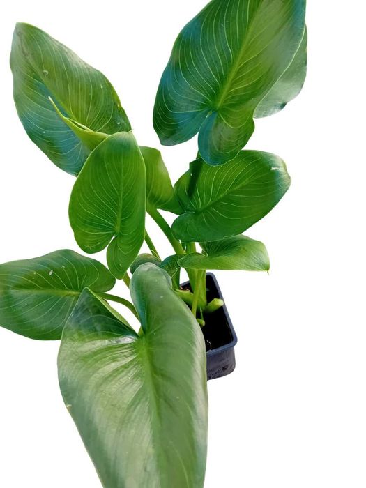 Planta jarro branco lirio calla, zantedeshia