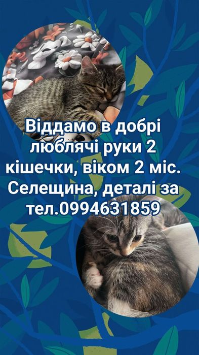 Віддамо в добрі люблячі руки, 2 кішечки