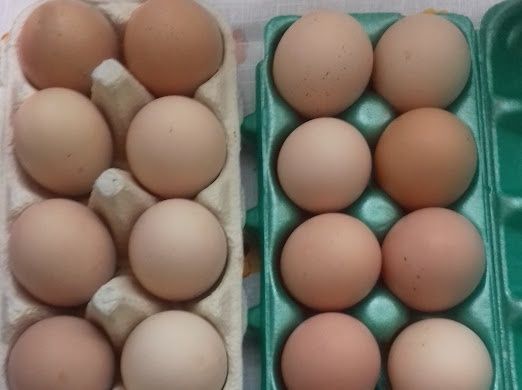 Jajka kurze wolny wybieg