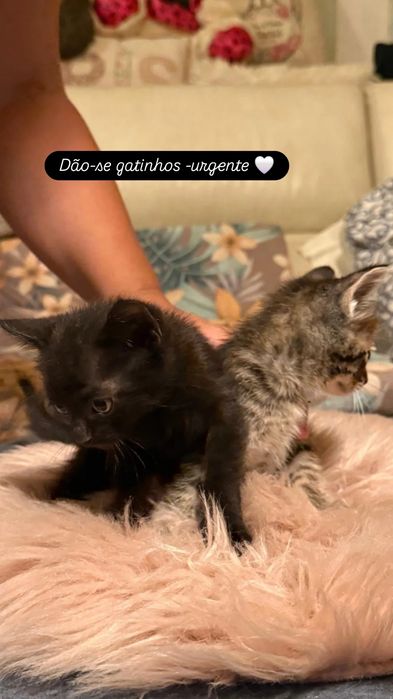 Gatinhos bebes 2 meses