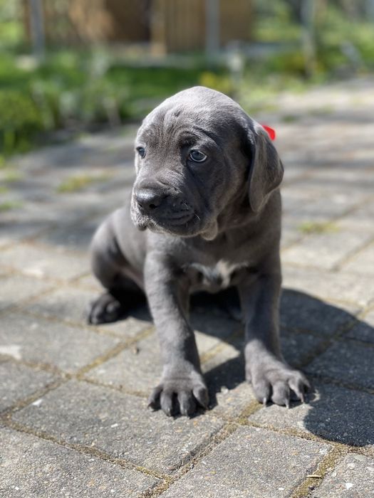Cane corso Italiano-від розплідника