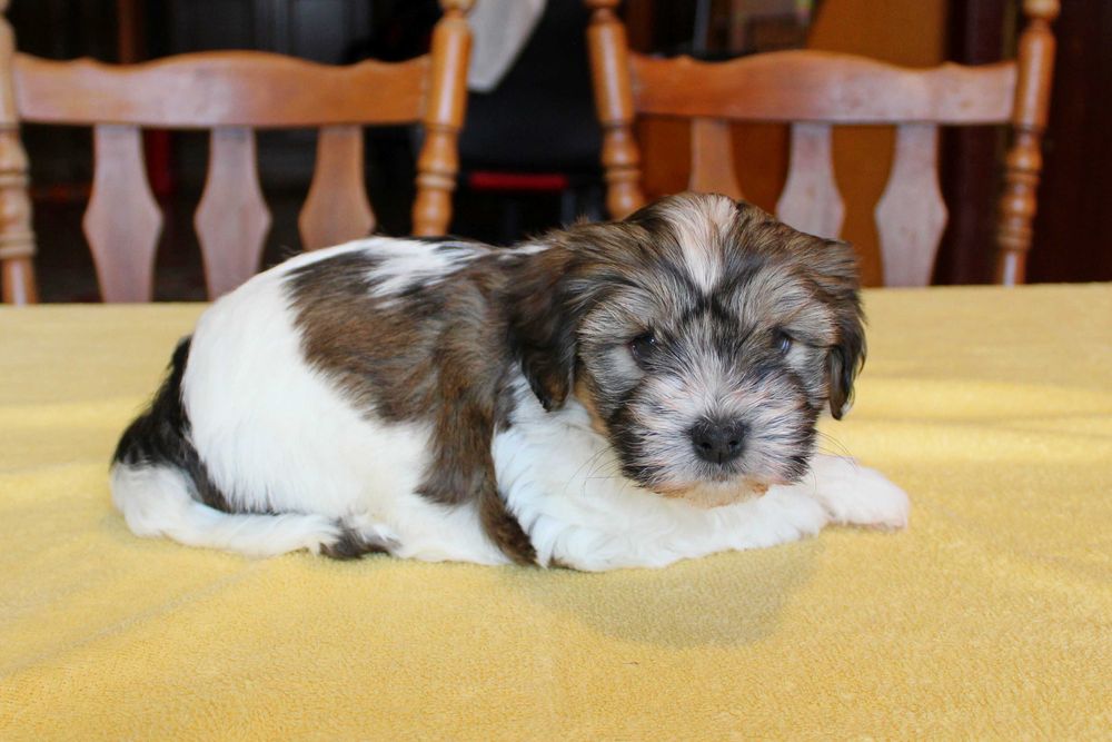 Śliczny Szczeniak z Rodowodem