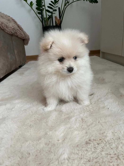 Śliczny Szpic Miniaturowy Pomeranian
