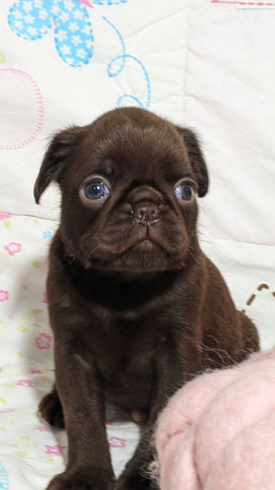 Пті брабансон, грифон дівчинка