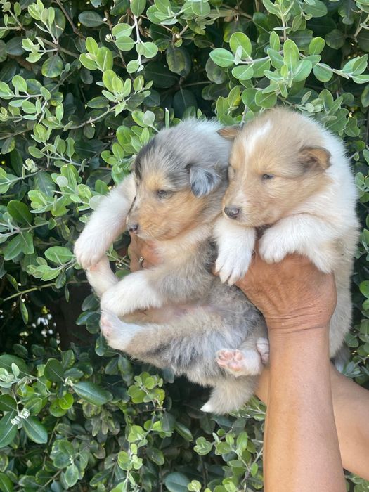 Rough collie com boas caracteristicas