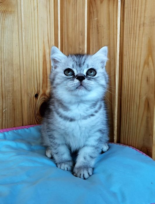 Шотландський прямовухий хлопчик срібна шиншила