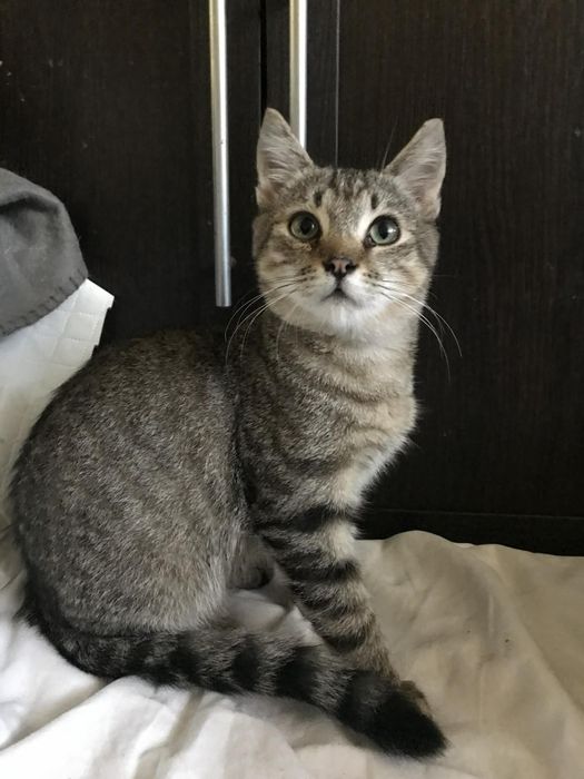 Кошеня. Кіт. Киця.