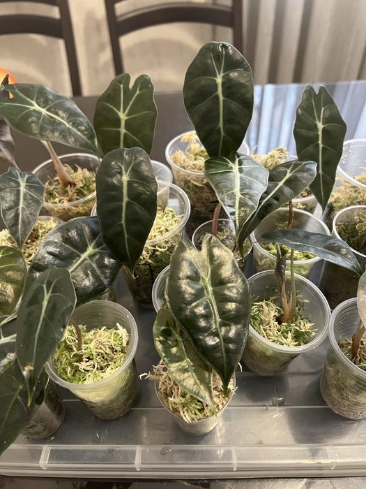 Алоказія Поллі в наявності