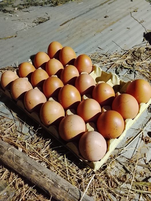 Ovos caseiros galinhas ao ar livre