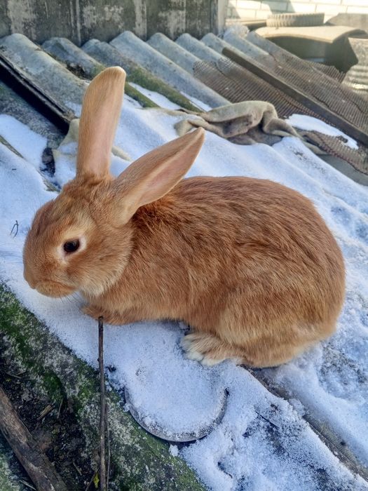 Кролики змішані тато бургундія мама проста