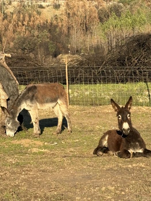 Burro cinzento 4 anos