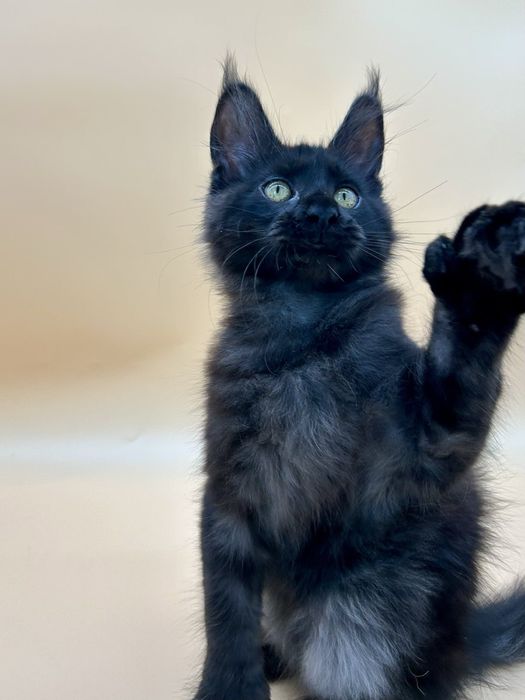 Мейн кун девченка полидакт